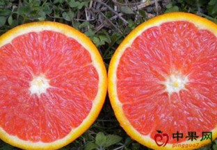 海南红心橙喜获丰收 ()