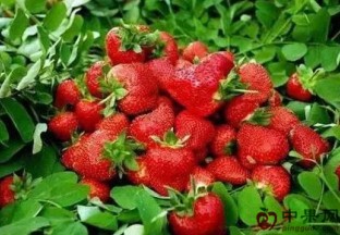 江苏：30元 “天价草莓”热销市场 ()