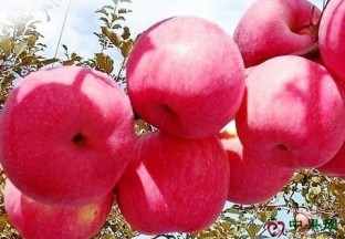 陕西洛川： 国家级苹果专家助力苹果产业腾飞 ()