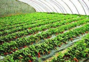 安徽濉溪：大红草莓喜迎春 ()