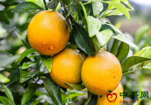 四川武胜县：第一届大雅丰收节开幕 ()