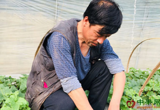 山东莱西：小甜瓜做成致富大生意 ()