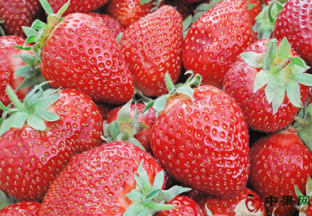 山东莱阳：扶贫草莓铺就致富新路子 ()