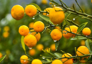 湖北恩施：柑橘丰收铺就致富路 ()