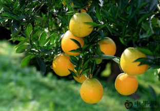 重庆：玫瑰香橙喜获丰收 ()