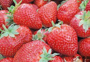 河北唐山：大棚草莓丰收采摘忙 ()