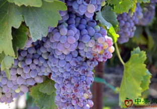 山东青岛：发展葡萄种植产业  带动百姓致富 ()