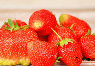 南京市溧水草莓产业蜚声国内外 ()