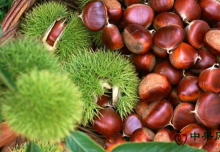 北京怀柔：板栗换发新生机 ()