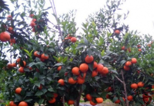 湖南资兴：荒山种沃柑 成就致富路 ()