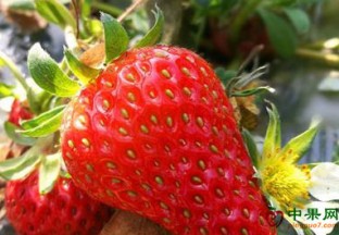 厦门本地草莓价格大幅跳水 ()