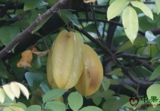 杨桃市场前景广阔 ()