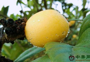 宁波宁海：白枇杷获国家农产品地理标志 ()