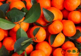 广西：降雨影响砂糖橘价格略降 ()