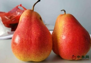 种早酥红梨带来高收入 ()