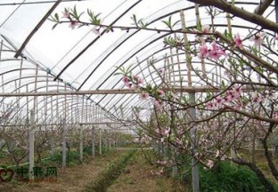 山东莱西：油桃大棚春意浓 ()