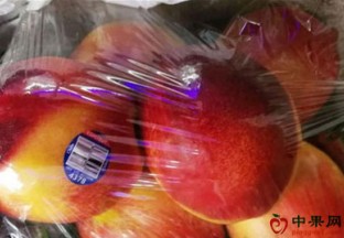 山东青岛：大棚油桃上市 价格高 ()