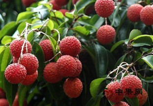 细数荔枝酒的几大特点 ()