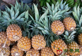广西柳州：菠萝上市受追捧 ()
