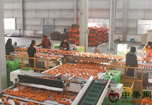 强强联合 助力“云南甜”沃柑网销顺畅 ()