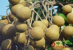 广西玉林：水果节后价格平稳 ()