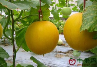 山东莱西：大棚甜瓜让生活充满蜜 ()