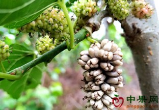 广东东莞：白果病致使桑葚减产 ()