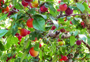贵州：樱桃、李子丰收 带动百姓致富 ()