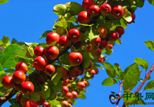 浙江台州：春季鲜果抢占市场 ()