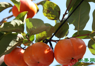 云南保山：甜柿带动百姓致富 ()