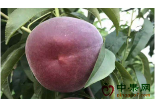 最新品种“黑桃王”：营养价值丰富 ()