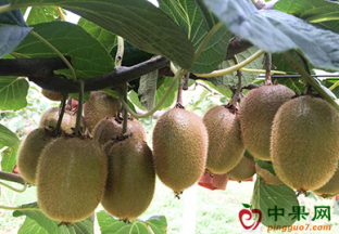 湖北武汉：大力推进猕猴桃产业发展 ()