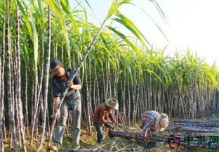 新疆库尔勒市：春令水果行情稳定 ()