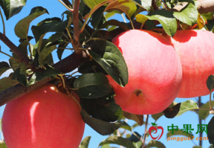 农产品触网  靠山吃山成现实 ()