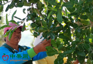 云南普洱：坚果产业带动百姓致富 ()