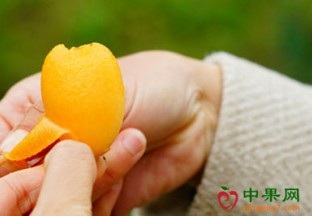 广西百色：大果枇杷高价上市 ()