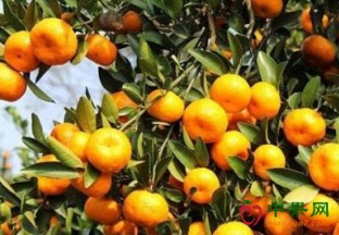 沃柑大量上市 价格上涨 ()