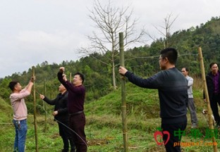 广西百色：种植百香果 带动百姓致富 ()