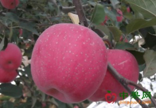 陕西苹果经港珠澳大桥运往香港 ()