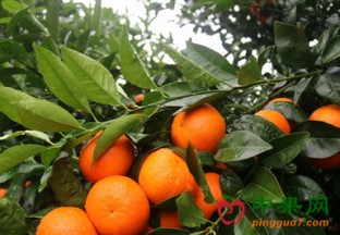 广西南宁：武鸣沃柑首次出口俄罗斯 ()