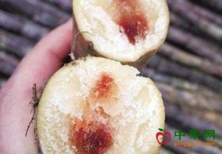 清明过后 警惕红芯甘蔗中毒 ()