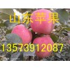 山东冷库苹果红富士苹果价格