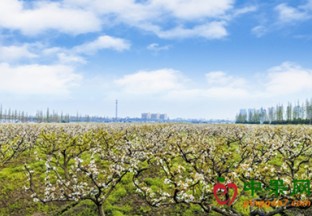 浙江象山： 梨花竟开 美景如画 ()