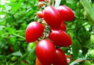 山东平度：樱桃西红柿卖出高价格 ()