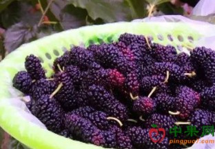 四川乐山：时令鲜果上市 让人望“价”却步 ()