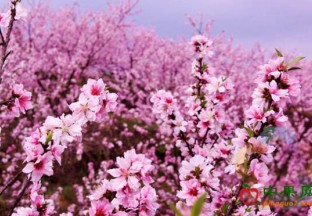 安徽淮南：曹庵桃花草莓节正在举行 ()
