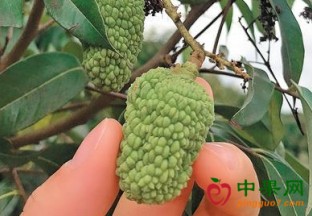 广东荔枝减产几成定局 ()