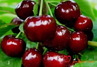 中国樱商大会在京举行 ()