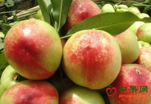 江苏句容市：油桃桑葚即将上市 ()