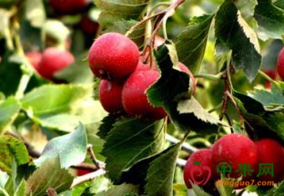 浙江金华：全力打造农村经济新品牌 ()